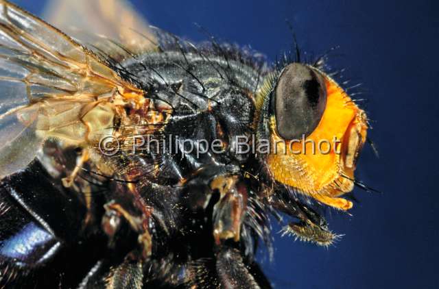 Cynomya mortuorum.JPG - Cynomya mortuorum (Portrait)Cynomyie des mortsflyDipteraCalliphoridaeFrance